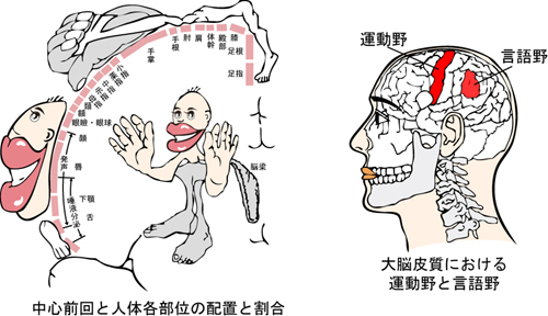 大脳皮質と中心前回