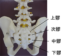 前立腺肥大