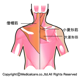 僧帽筋・菱形筋